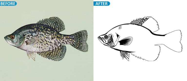 Vector Line Drawing-And Artwork Design
